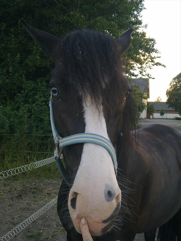 New Forest Roløkke Filur billede 10