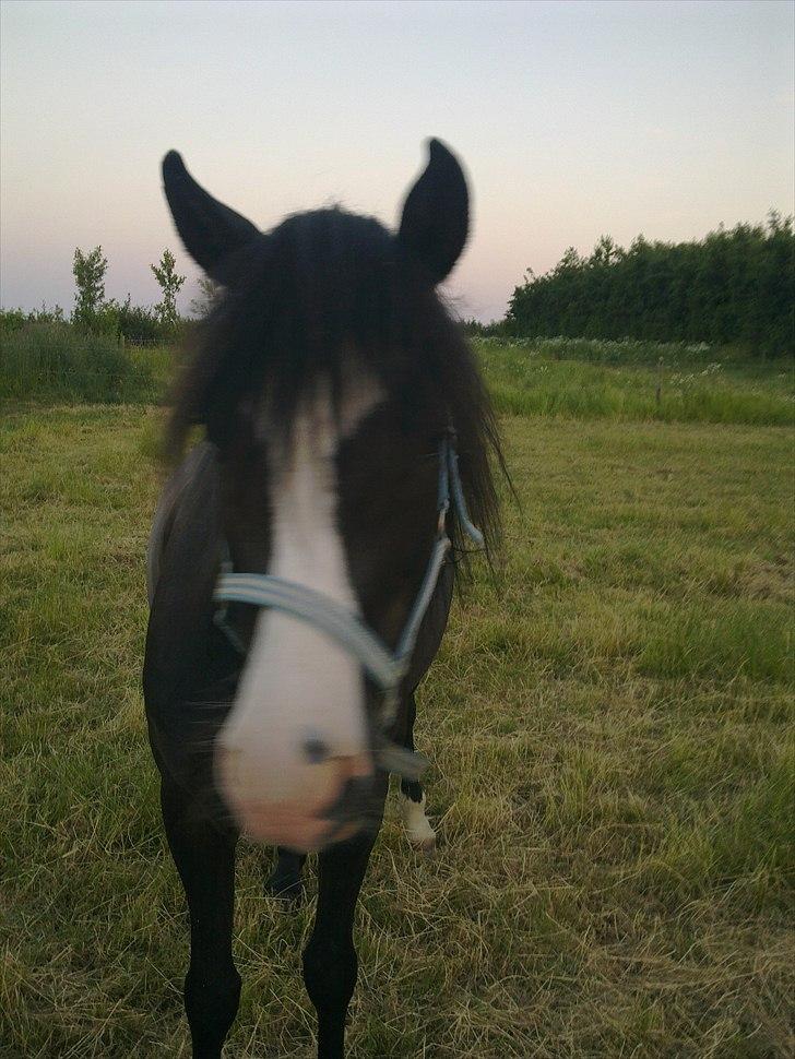 New Forest Roløkke Filur billede 11