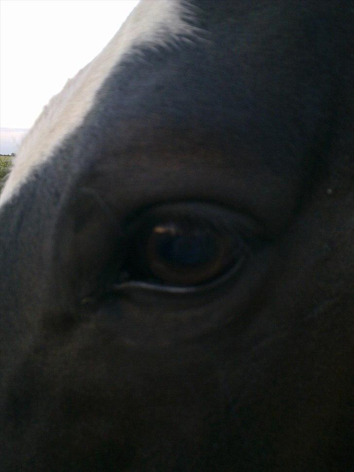 New Forest Roløkke Filur billede 12