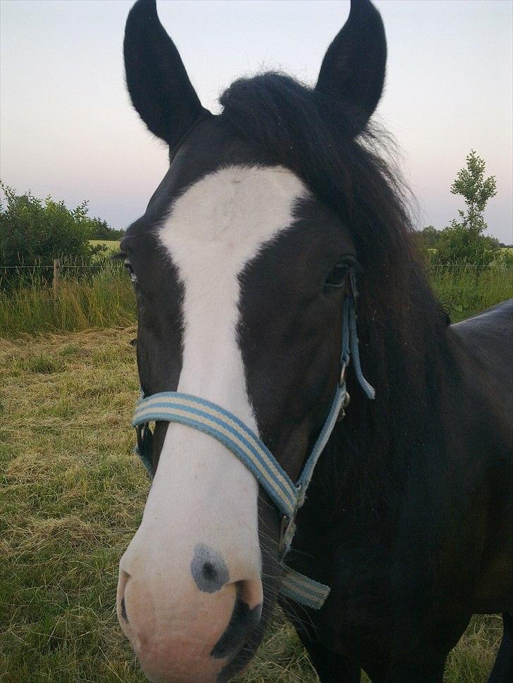 New Forest Roløkke Filur billede 13