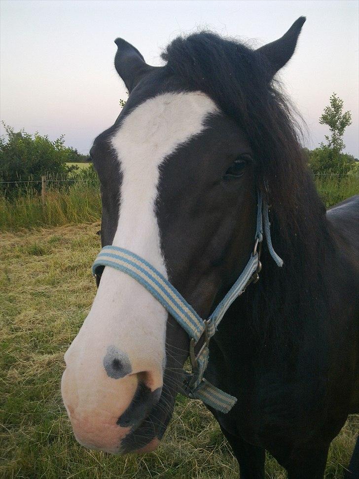 New Forest Roløkke Filur billede 14