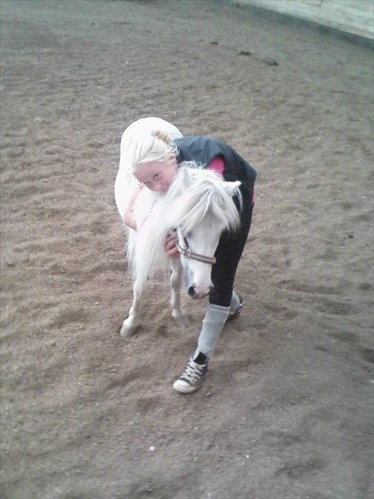 Shetlænder Snehvide R.I.P - Foto: Michelle Hansson. billede 17