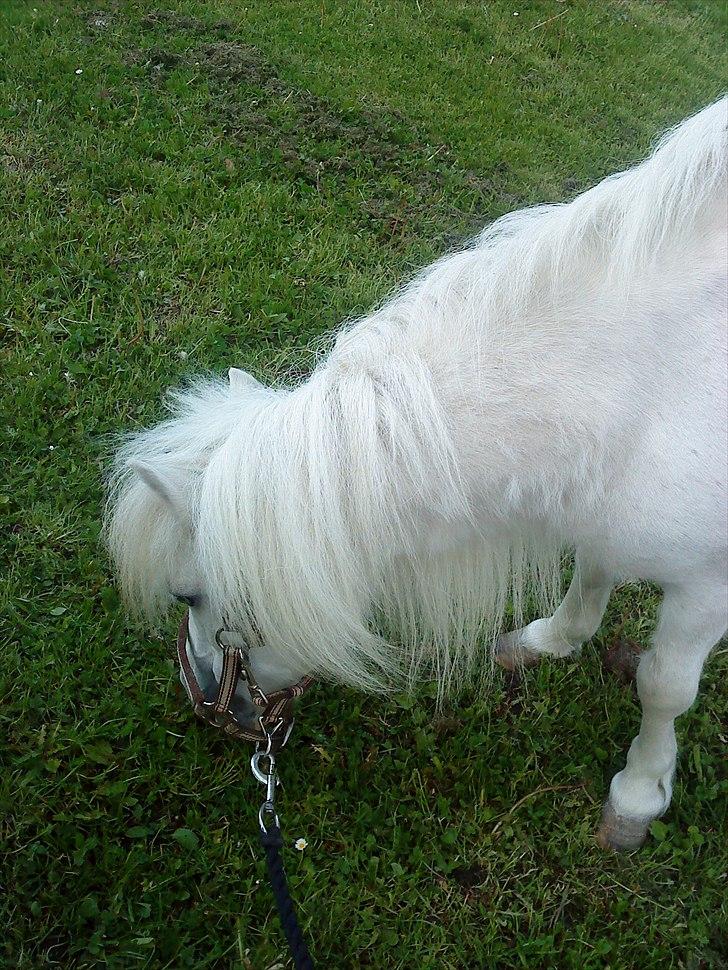 Shetlænder Snehvide R.I.P - Foto: Kia - lækker pige! (´: billede 18