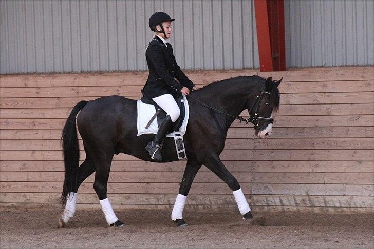 New Forest Roløkke Filur - Louise og Filur.. billede 17