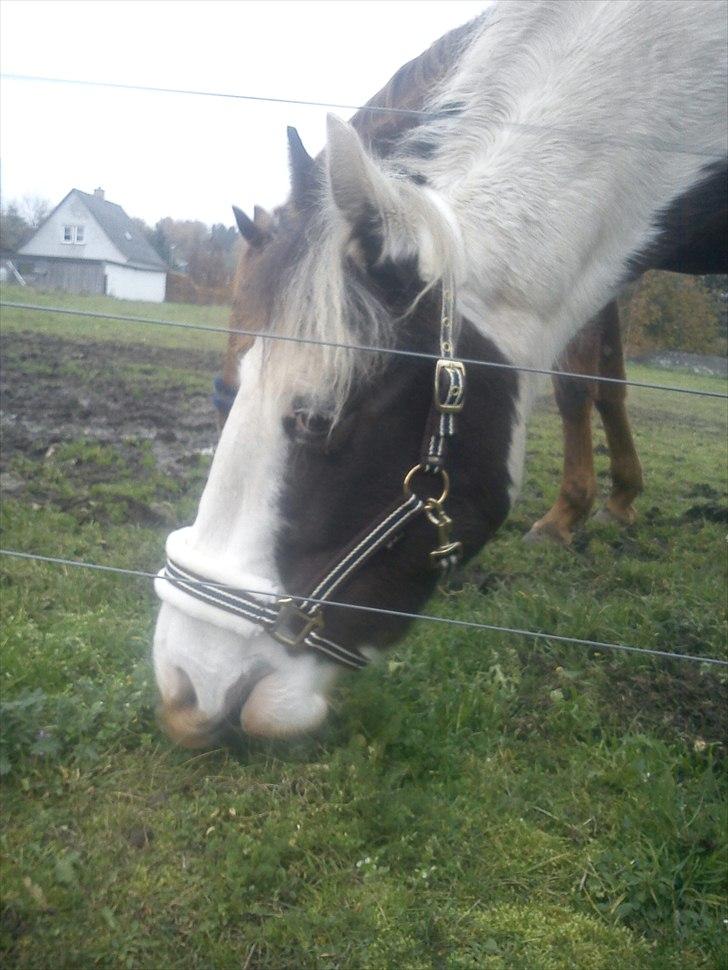 Anden særlig race Spanggaard's Pocahontas  billede 12