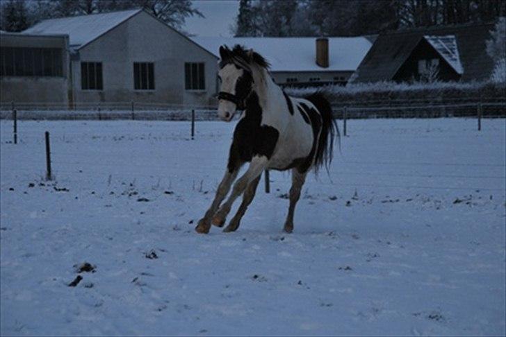 Anden særlig race Spanggaard's Pocahontas  - vildhest!! billede 13