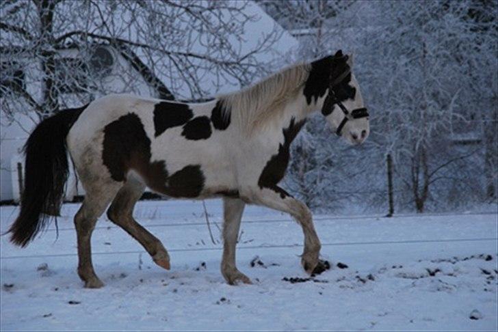 Anden særlig race Spanggaard's Pocahontas  billede 14