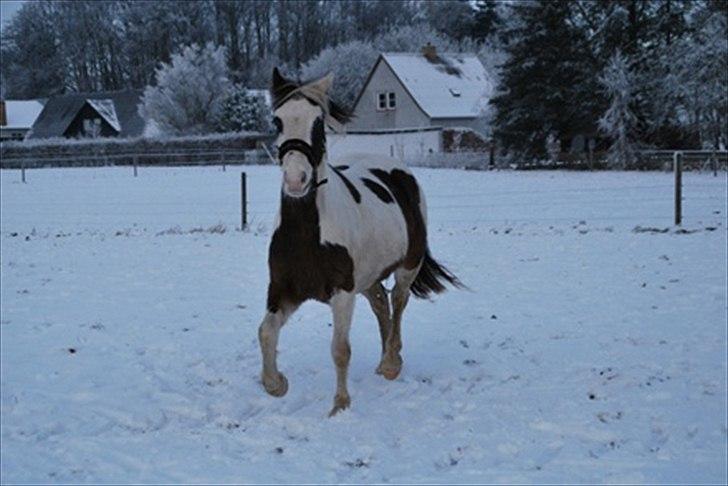 Anden særlig race Spanggaard's Pocahontas  billede 15