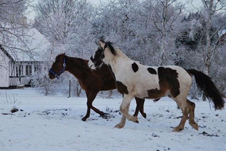 Anden særlig race Spanggaard's Pocahontas  - Poca vil lege, men lillepigen er ikke helt med på den :D billede 16