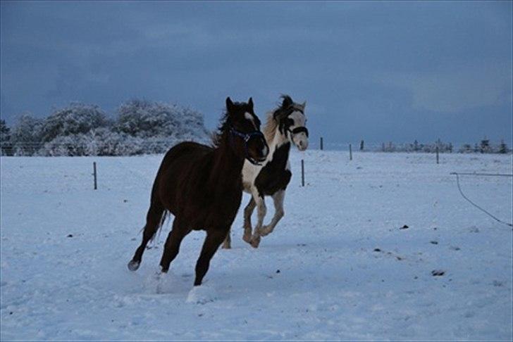 Anden særlig race Spanggaard's Pocahontas  - Like best friends! :-)) billede 17
