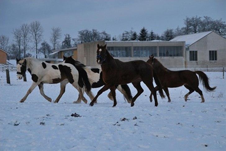 Anden særlig race Spanggaard's Pocahontas  - hele flokken! tjek lige ponyens forben ö billede 18
