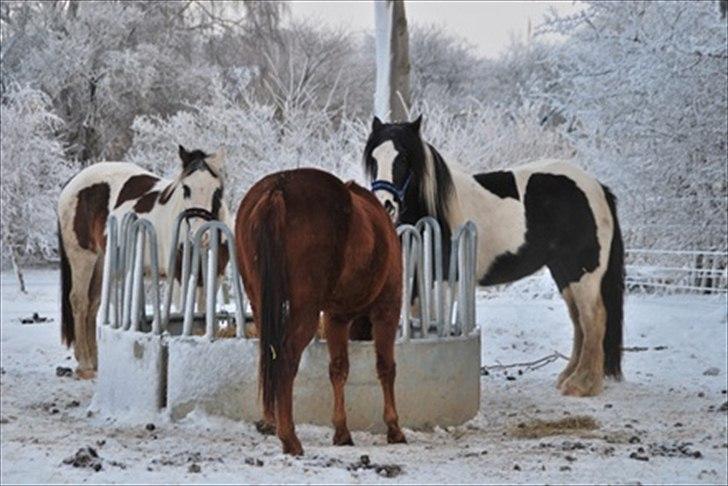 Anden særlig race Spanggaard's Pocahontas  - :) billede 19