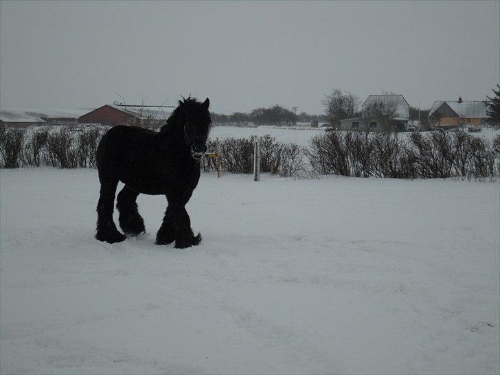 Belgier Thor Van De Malsem - dec 2010  billede 14