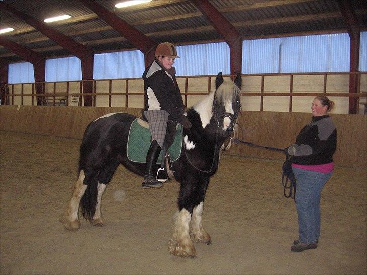 Irish Cob Sandra(R.I.P) billede 2