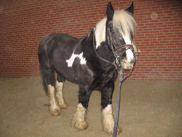 Irish Cob Sandra(R.I.P) billede 3