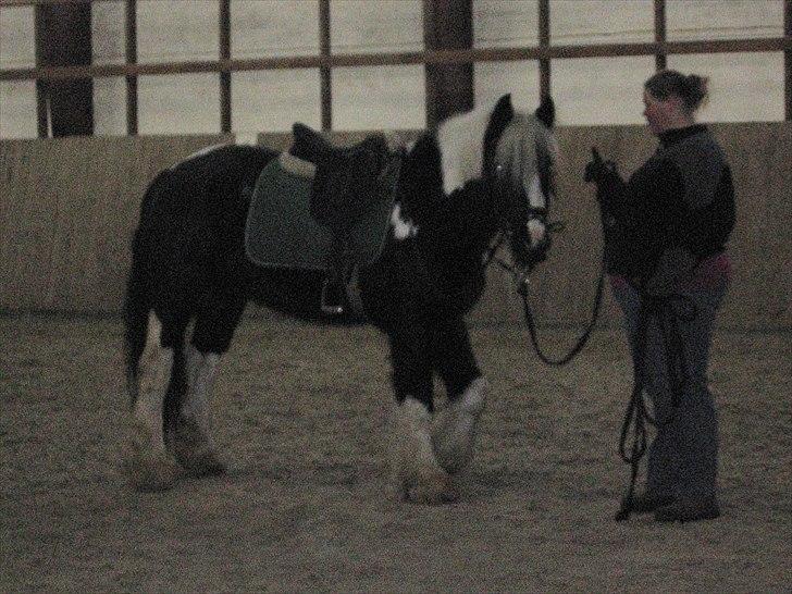 Irish Cob Sandra(R.I.P) billede 5