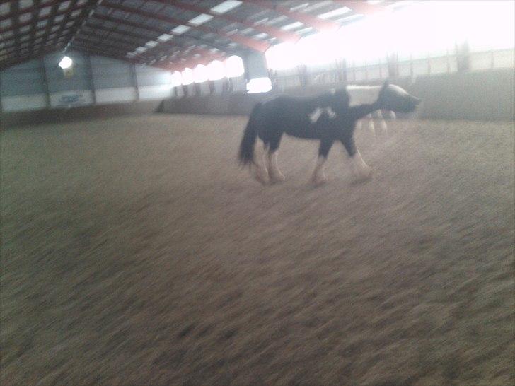 Irish Cob Sandra(R.I.P) billede 6