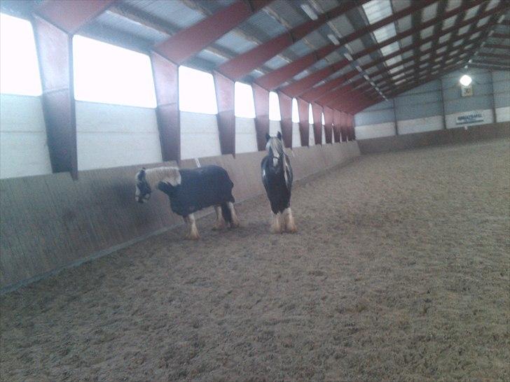 Irish Cob Sandra(R.I.P) billede 7