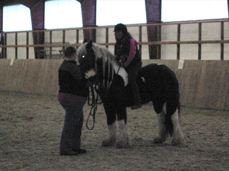 Irish Cob Sandra(R.I.P) billede 8