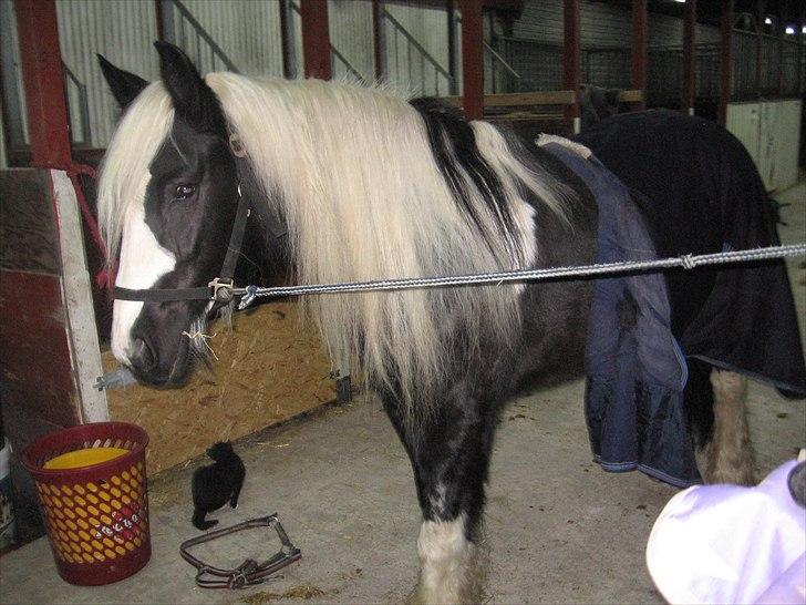 Irish Cob Sandra(R.I.P) billede 9
