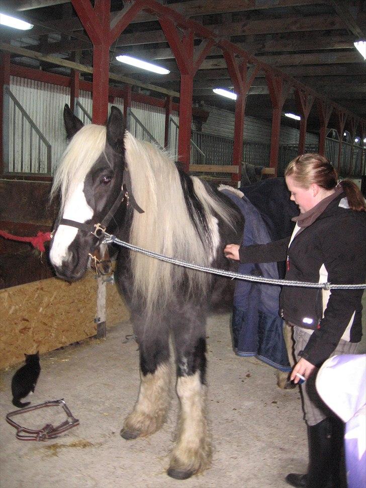 Irish Cob Sandra(R.I.P) billede 10