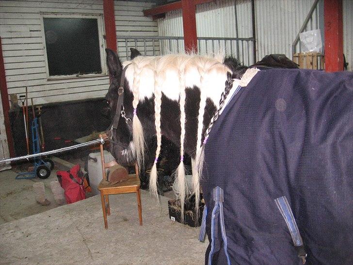Irish Cob Sandra(R.I.P) billede 11