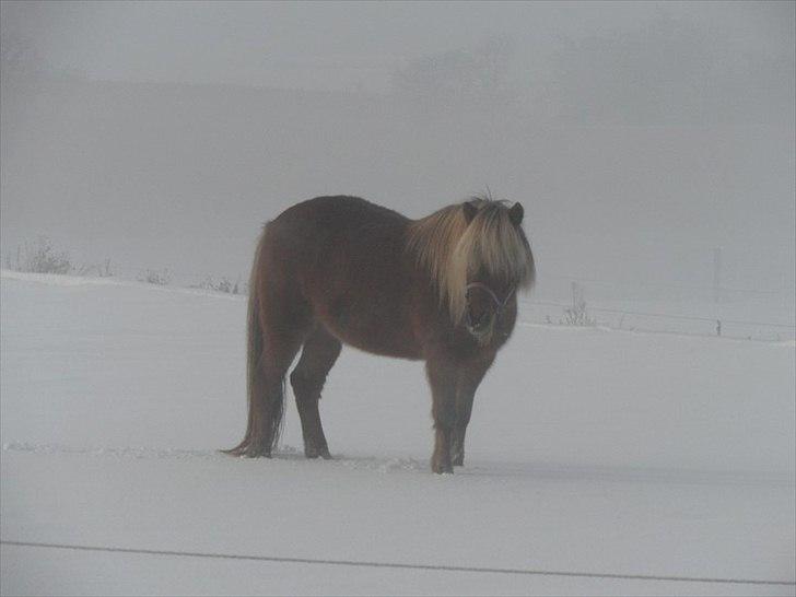 Islænder Soti fra Hejnstrup billede 9