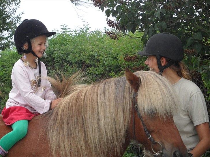 Islænder Soti fra Hejnstrup billede 10