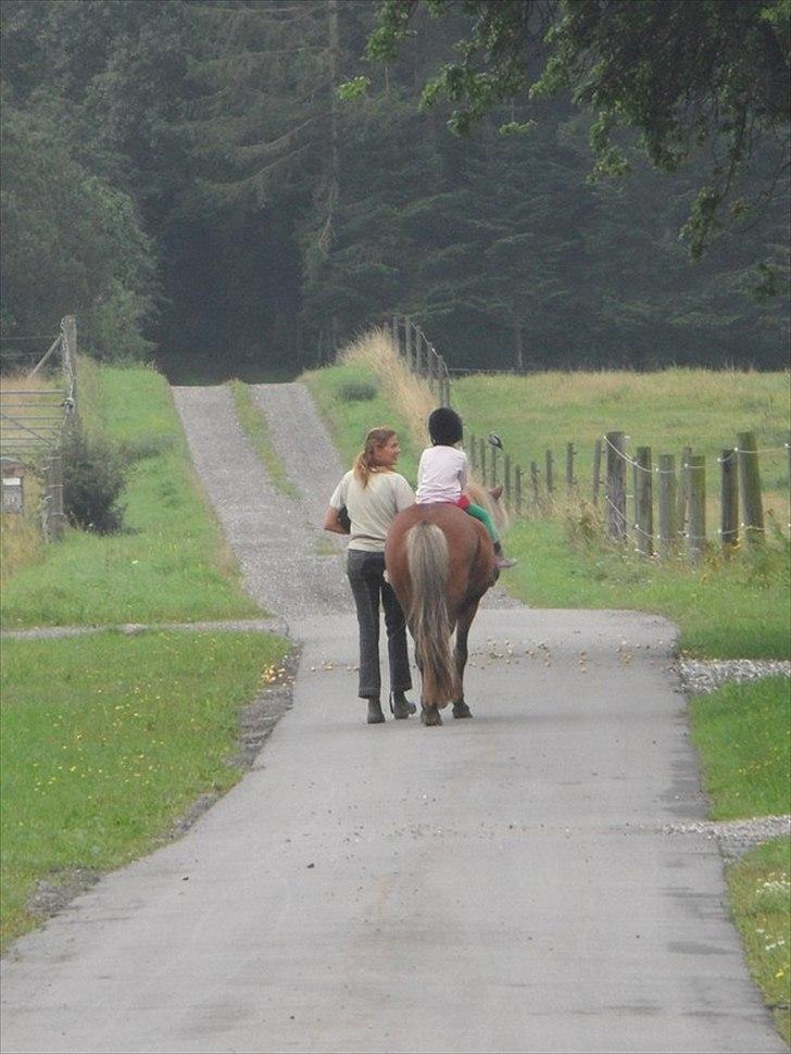 Islænder Soti fra Hejnstrup billede 11