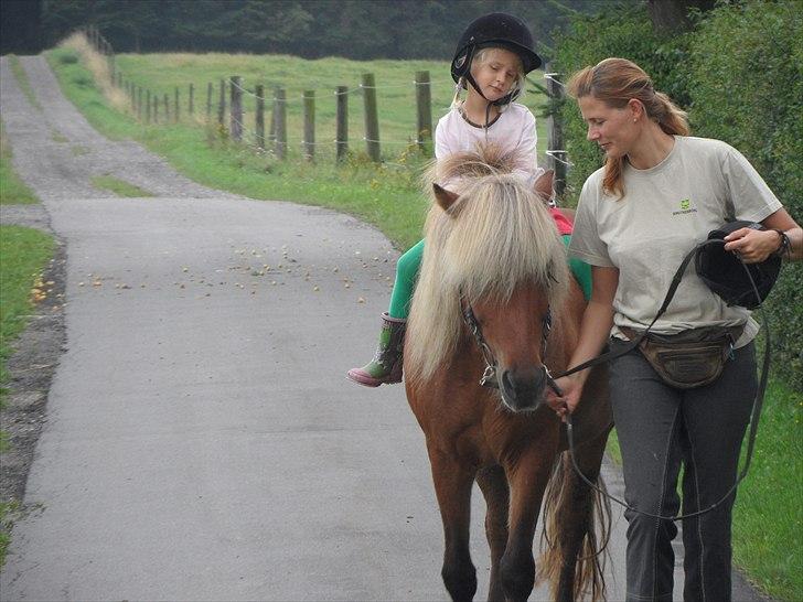 Islænder Soti fra Hejnstrup billede 12