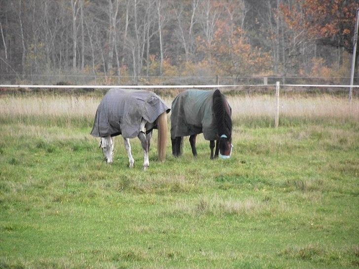 Anden særlig race Laura (red i sommers) billede 9
