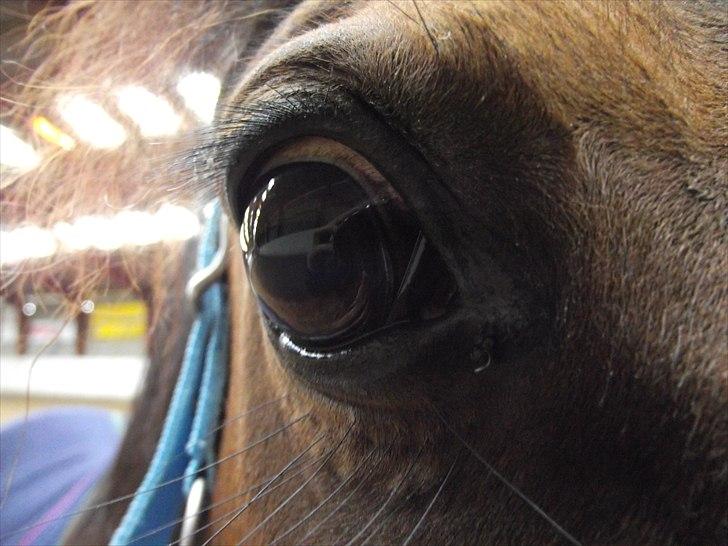 Anden særlig race Laura (red i sommers) billede 11