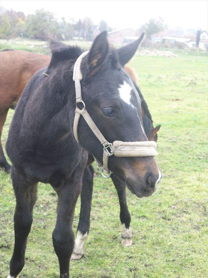 Anden særlig race Bølle - Bølle i sommeren 2010. billede 1