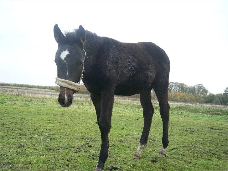Anden særlig race Bølle - sommeren 2010. billede 2