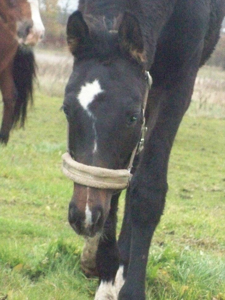 Anden særlig race Bølle - sommeren 2010. billede 3