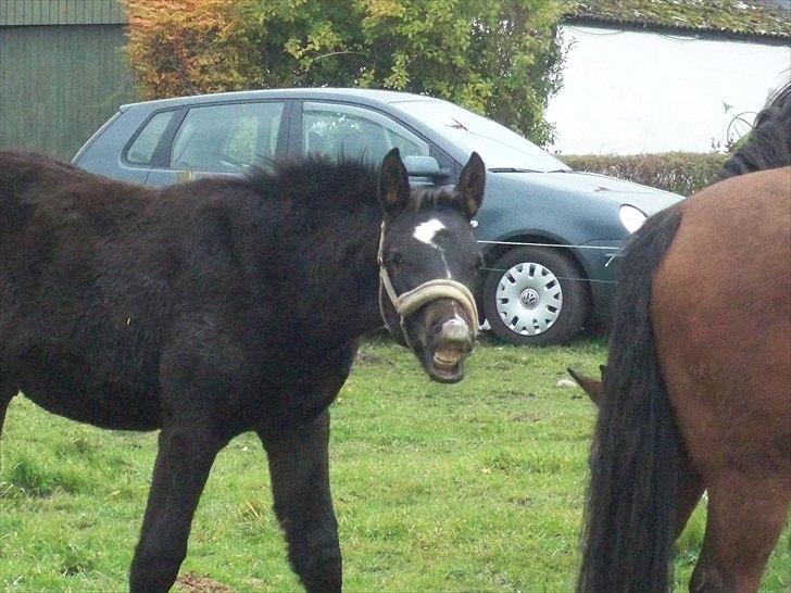 Anden særlig race Bølle - sommeren 2010. billede 4