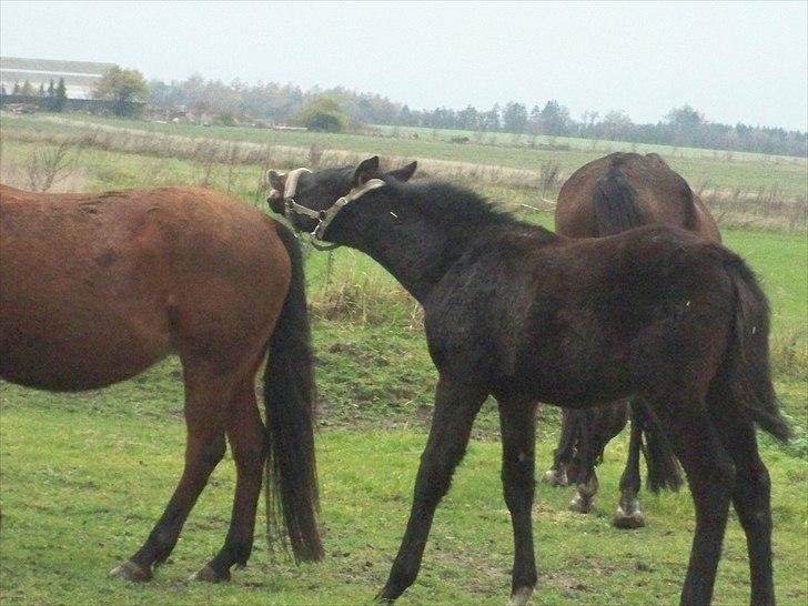 Anden særlig race Bølle - sommeren 2010. billede 5