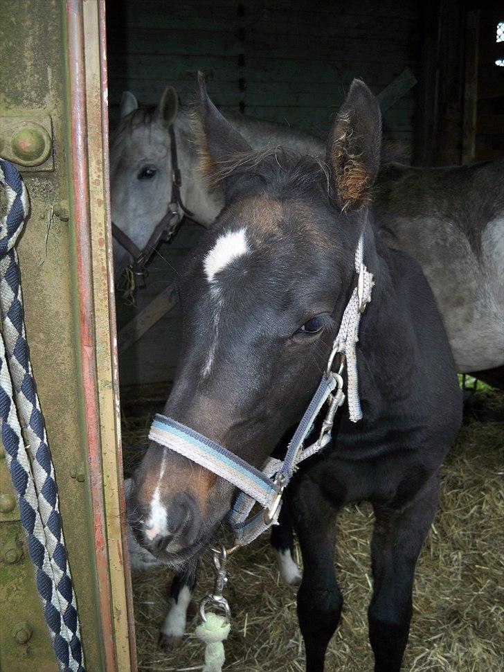 Anden særlig race Bølle - sommeren 2010. billede 6