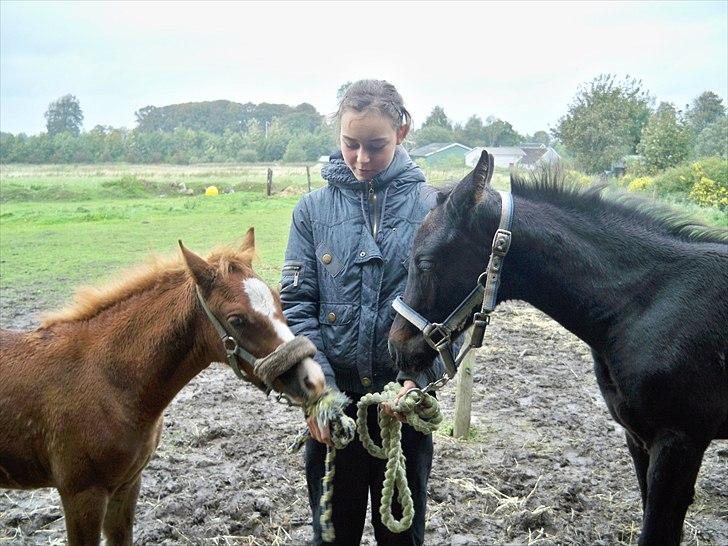Anden særlig race Bølle billede 7