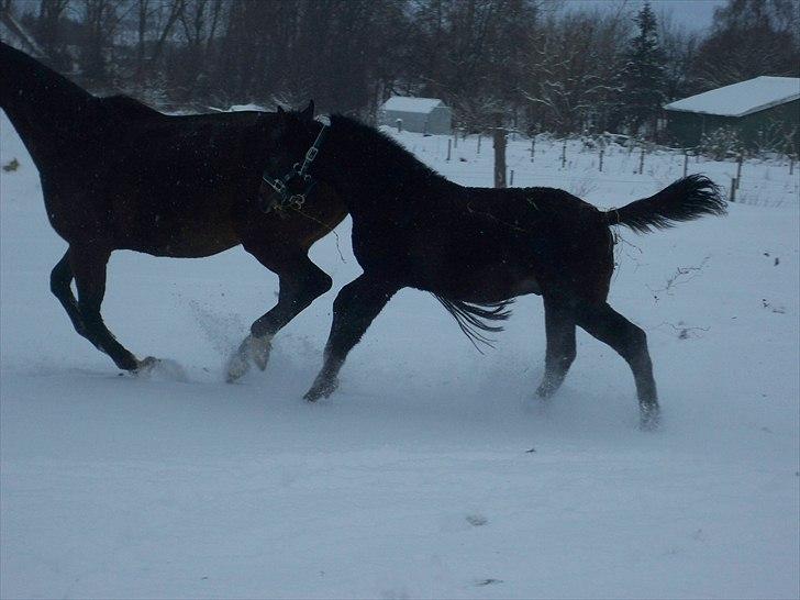 Anden særlig race Bølle billede 8