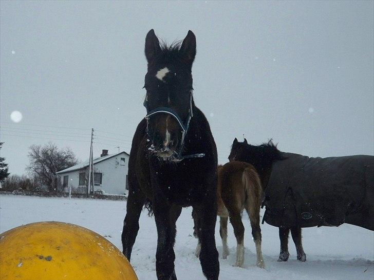 Anden særlig race Bølle billede 9