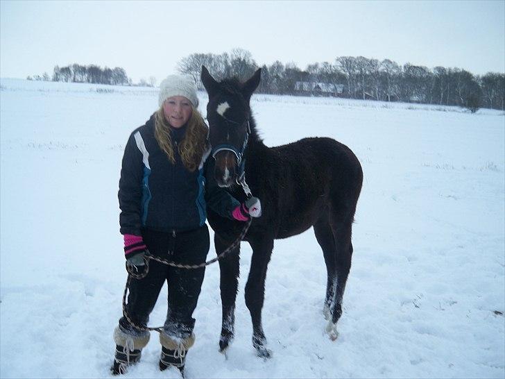 Anden særlig race Bølle billede 10