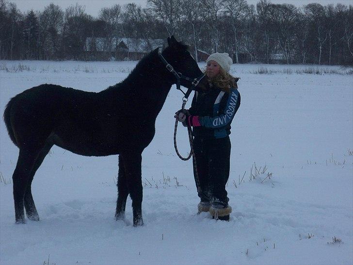 Anden særlig race Bølle billede 11