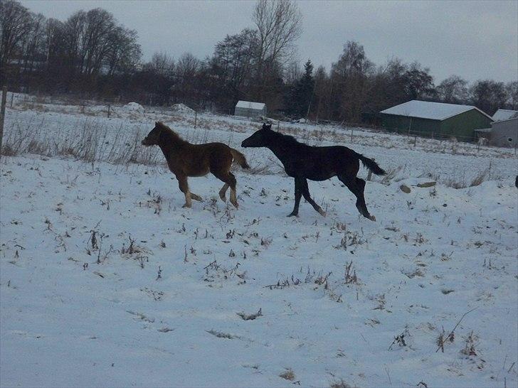Anden særlig race Bølle billede 12