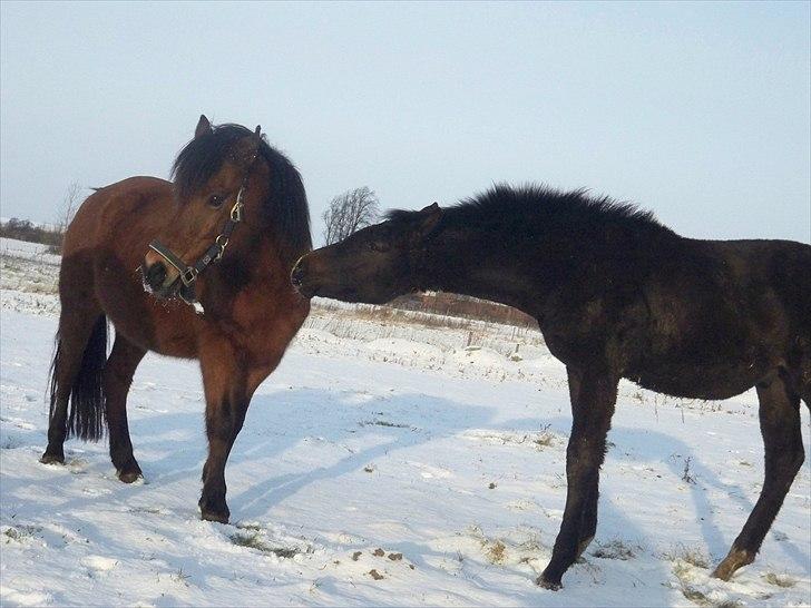 Anden særlig race Bølle billede 13