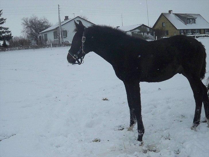 Anden særlig race Bølle billede 14