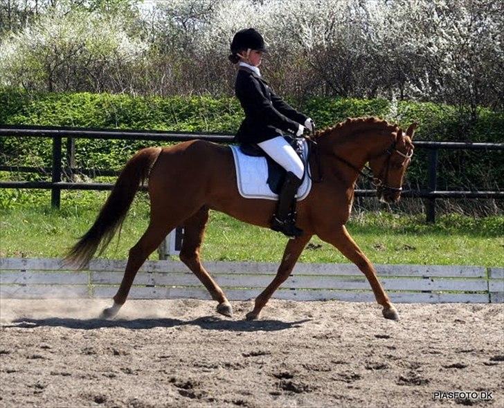 DSP Golden Empire - 2011. billede 18