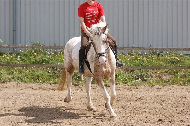 Anden særlig race MR MARTIN billede 10