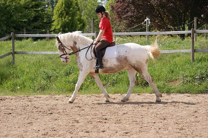 Anden særlig race MR MARTIN - Min fantastiske martin. <3 
 billede 6