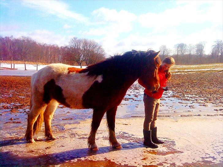 Islænder Fjörgull fra freersvang - Trust me when I say, I Love You.
Må IKKE kopieres- billede 11